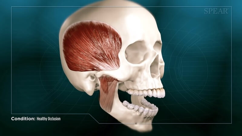 Healthy Occlusion